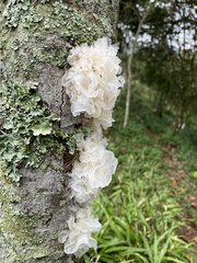 Tremella fuciformis