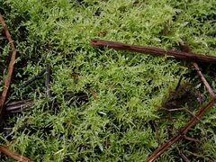 Kindbergia praelonga