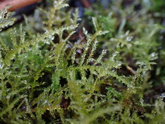 Kindbergia praelonga