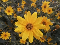 Helianthus tuberosus