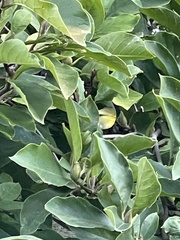 Leiothlypis ruficapilla