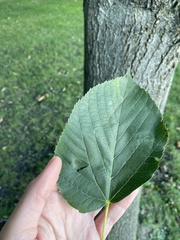 Tilia americana