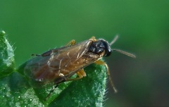 Athalia cordata