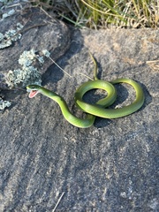 Opheodrys vernalis