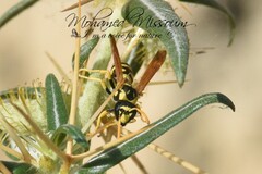 Polistes gallicus