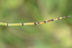 Equisetum