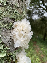 Tremella fuciformis