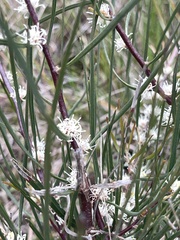 Hakea ulicina