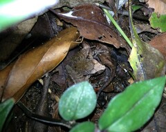 Craugastor crassidigitus