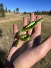 Opheodrys vernalis