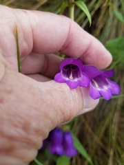 Penstemon gentianoides