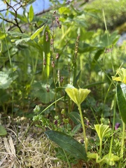 Thalictrum alpinum