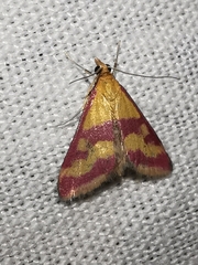 Pyrausta sanguinalis