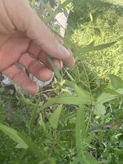 Passiflora tenuiloba