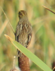 Passerculus sandwichensis