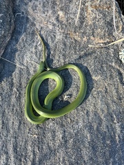 Opheodrys vernalis