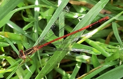 Xanthocnemis zealandica