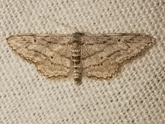 Idaea calunetaria