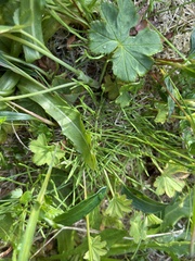 Equisetum arvense