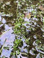 Ludwigia palustris