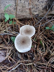 Ampulloclitocybe clavipes