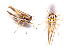 Eurybregma nigrolineata