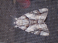 Catocala vidua