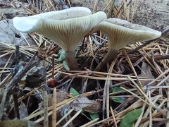 Ampulloclitocybe clavipes