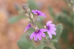 Scaevola parvibarbata