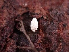 Arctorthezia occidentalis