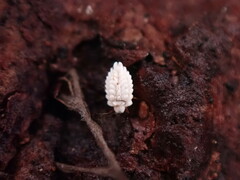 Arctorthezia occidentalis