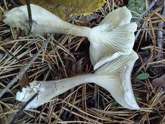 Ampulloclitocybe clavipes