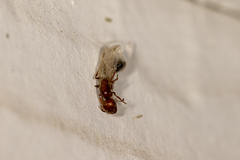 Solenopsis xyloni