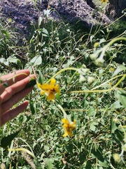Tithonia tubaeformis