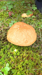 Hemileccinum