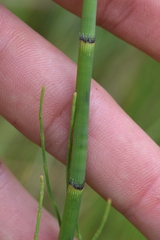 Equisetum