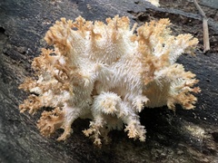Hericium coralloides