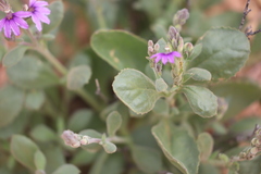 Scaevola parvibarbata