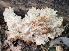 Hericium coralloides