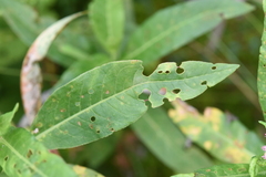 Persicaria amphibia