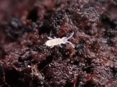 Onychiurinae