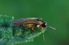 Athalia cordata
