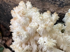 Hericium coralloides