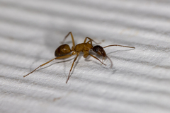 Camponotus sansabeanus