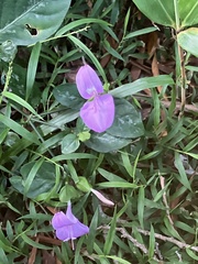 Dicliptera tinctoria