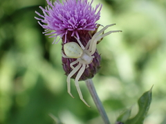 Misumena vatia