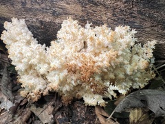 Hericium coralloides