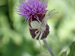 Misumena vatia