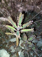 Kalanchoe × houghtonii