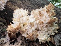 Hericium coralloides